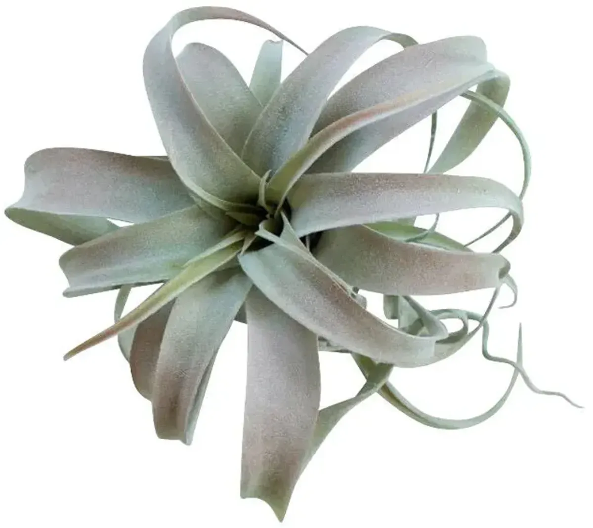 | Botanical Large Tillandsia Greenery | Light Green