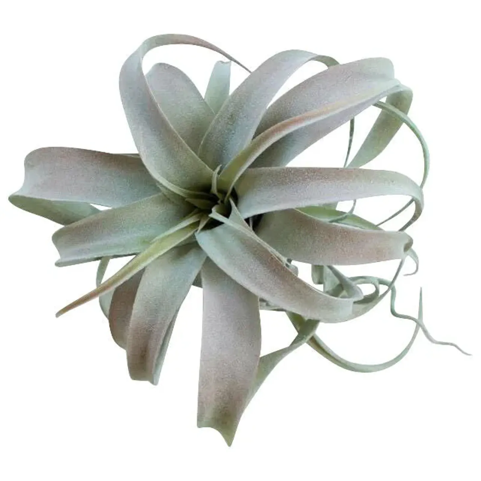 Botanical Large Tillandsia Greenery