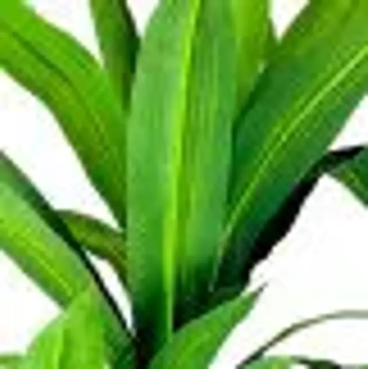 Botanical Palm Fronds Greenery