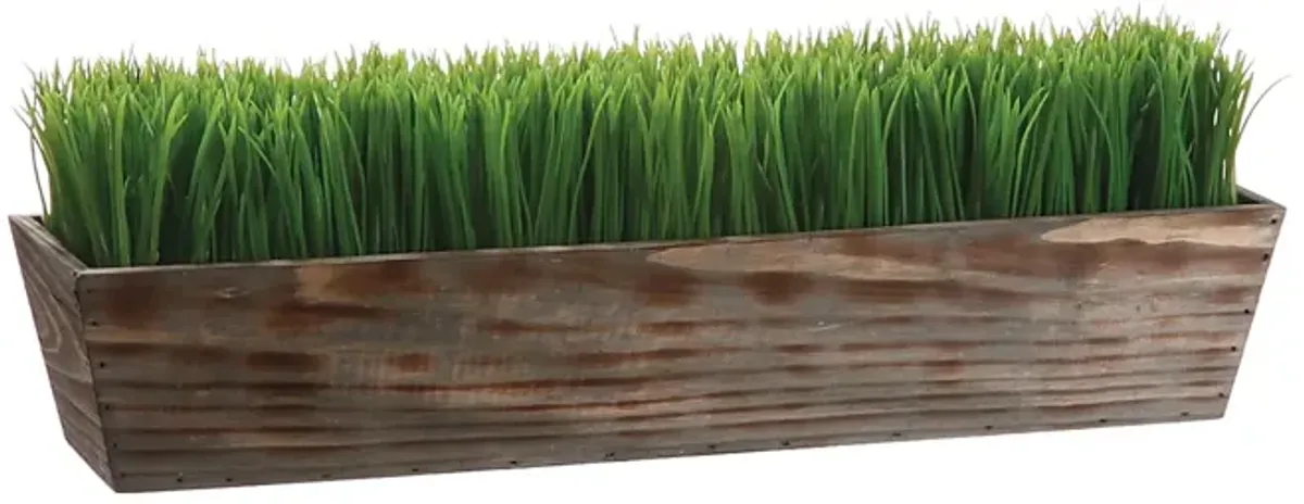 Grass in Large Wood Planter 24"W x 8"H