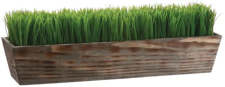 Grass in Large Wood Planter 24"W x 8"H
