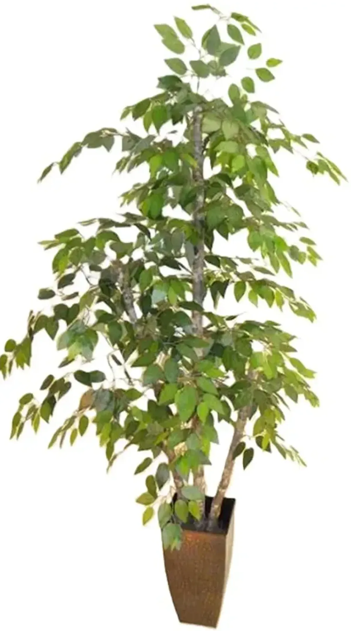 Ficus Plant 6.5'H
