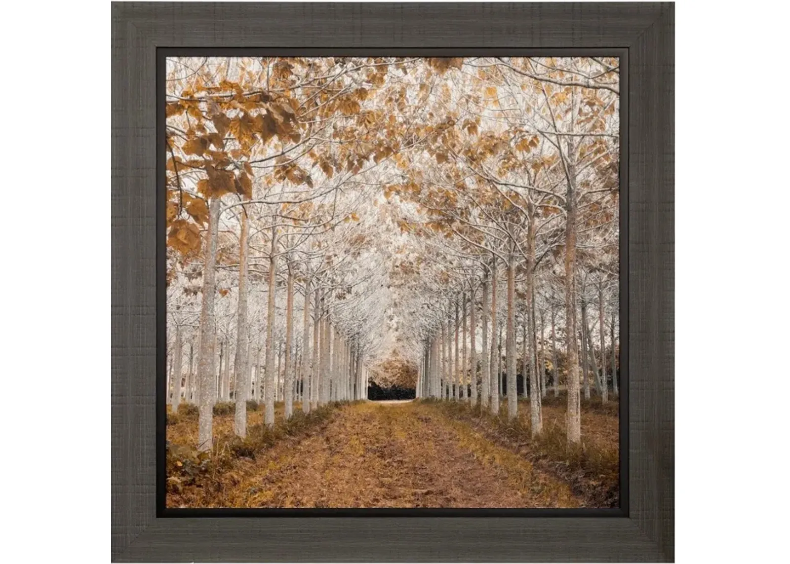 White and Gold Trees Framed Print 49"W x 49"H