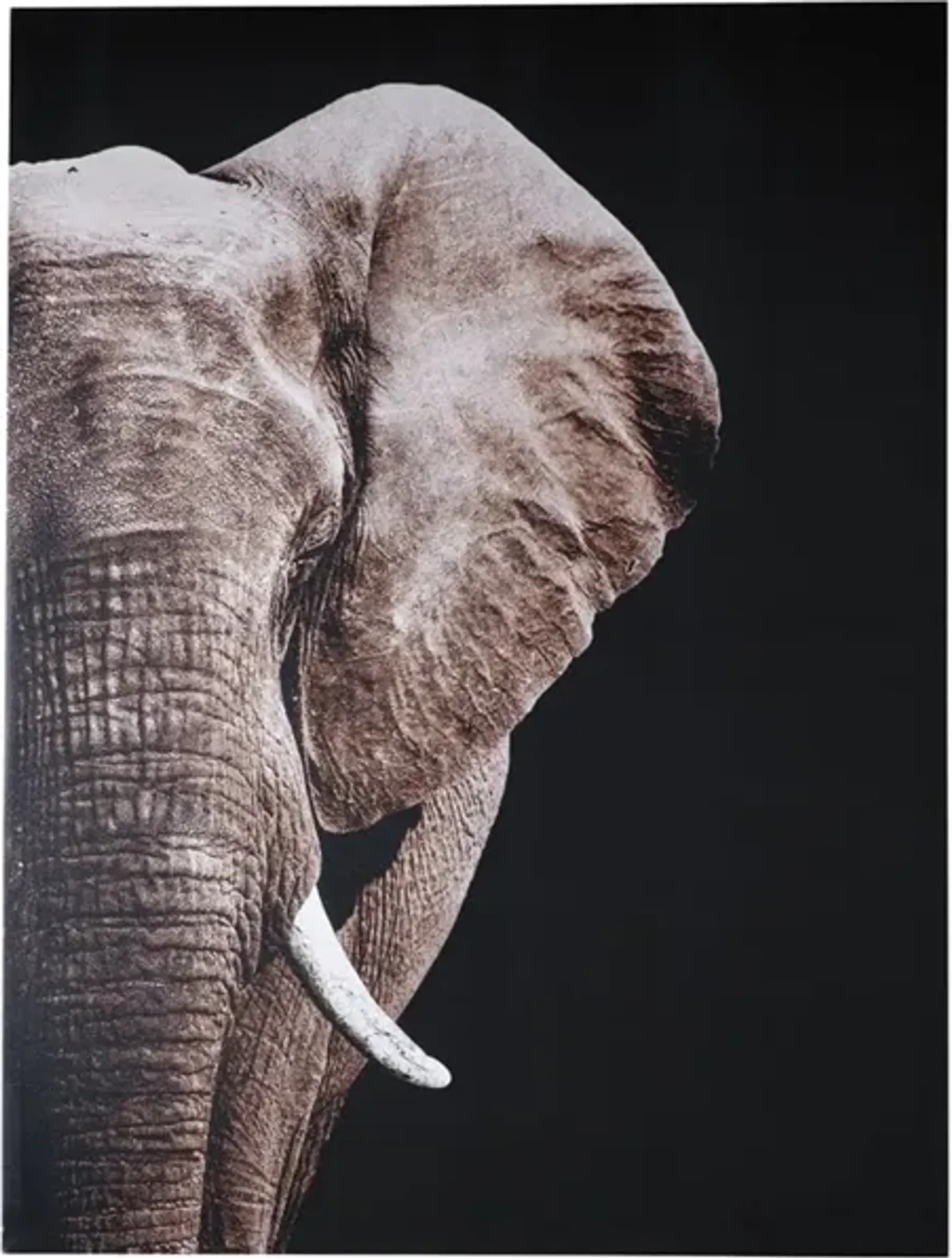 Elephant Canvas Art 36"W x 48"H