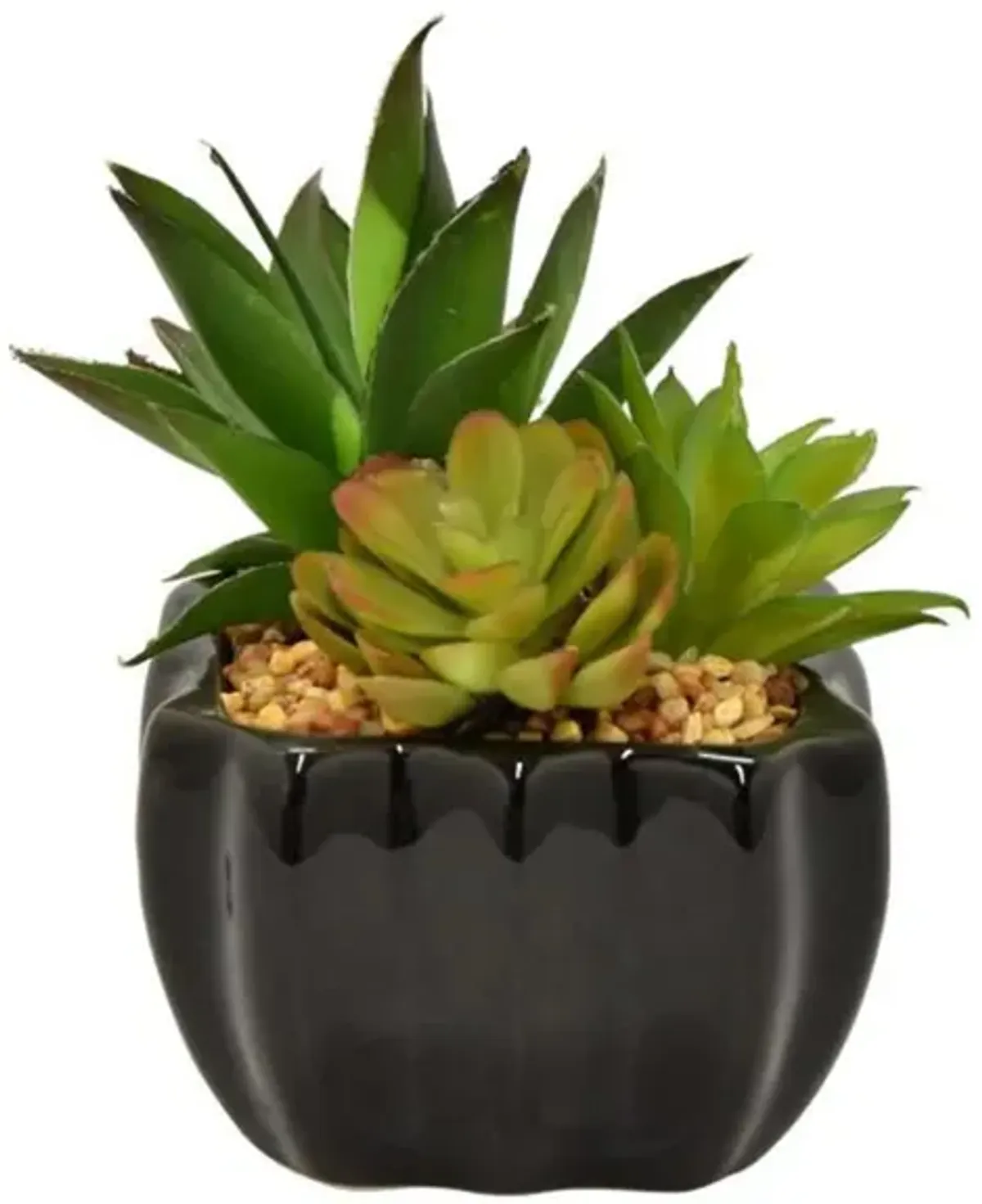 Succulents With Gravel In Black Square Pot 4"W x 6.5"H