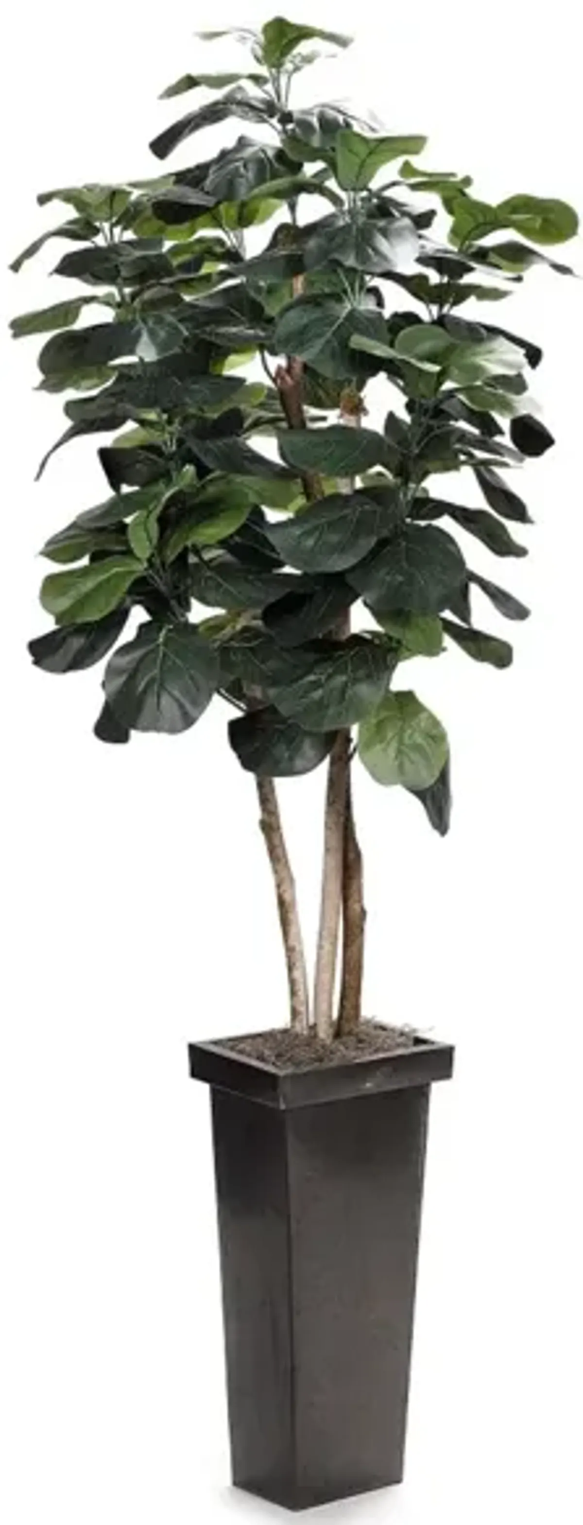 Fiddle Leaf Fig Tree In Square Metal Planter 7'H