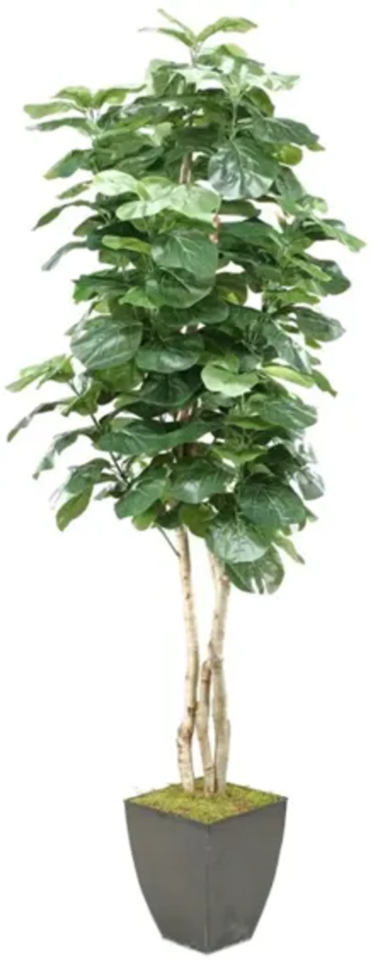 Fiddle Leaf Fig Tree In Square Metal Planter 8'H