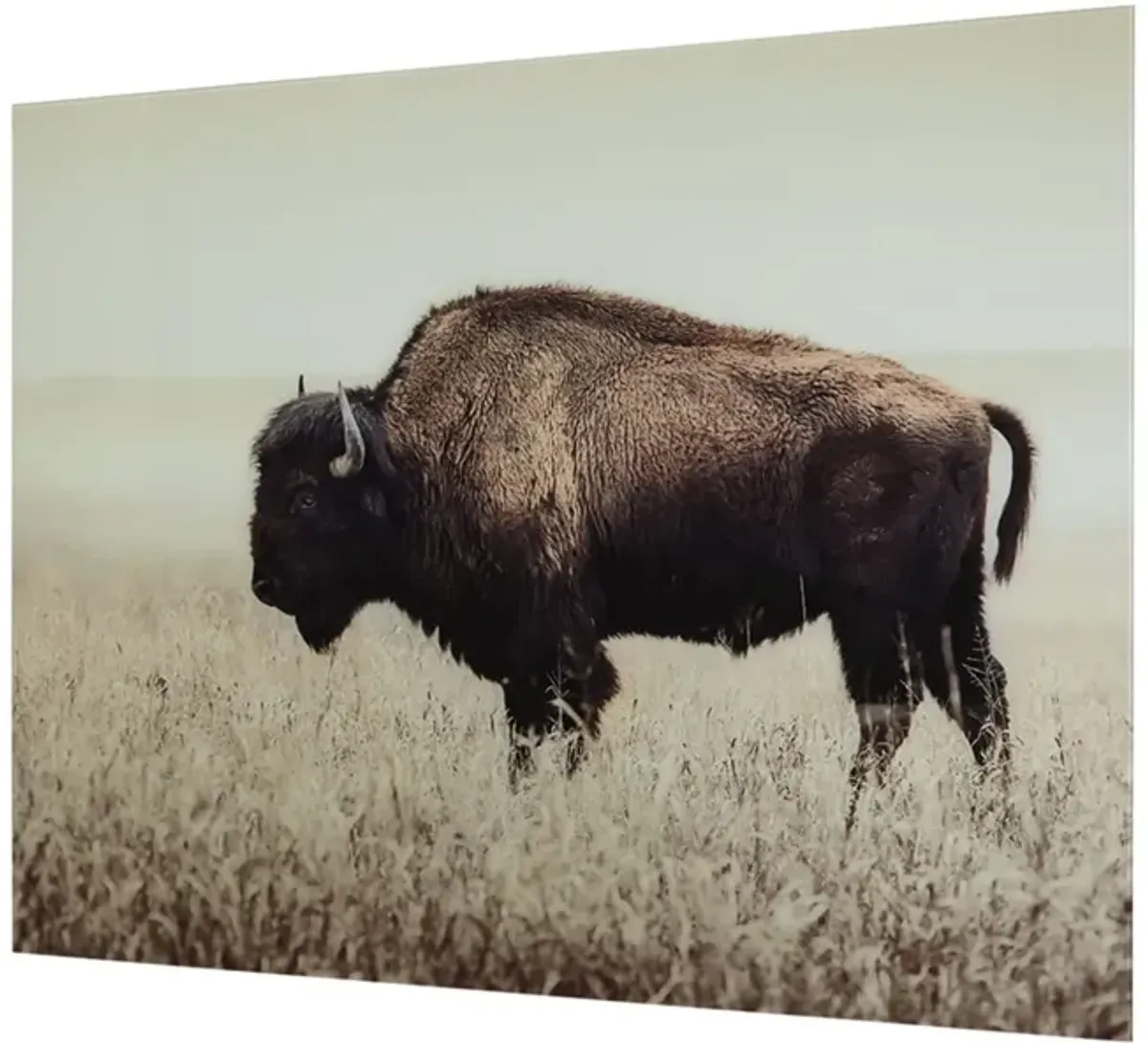 Bison Glass Wall Art 48"W x 36"H