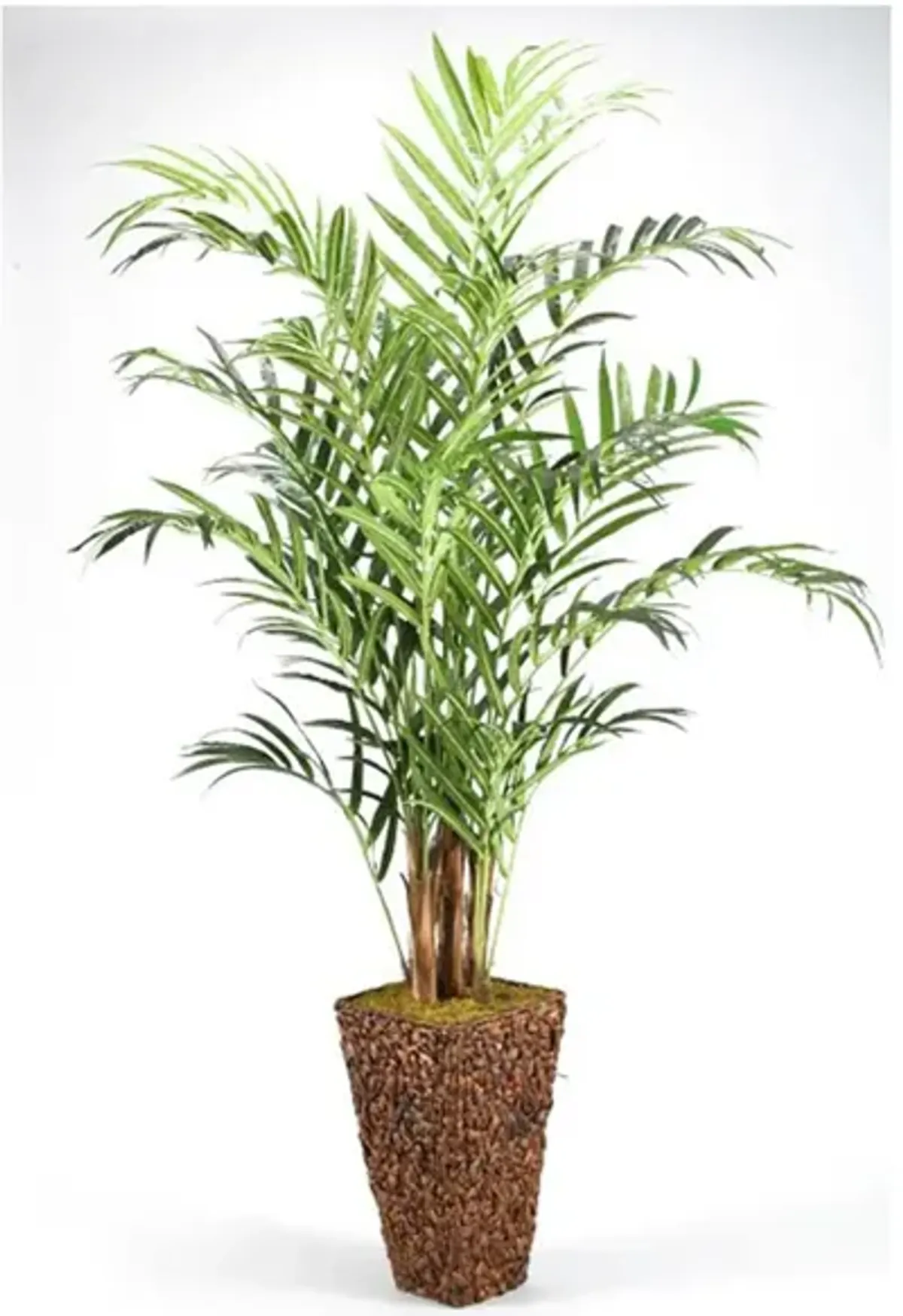 Kentia Palm Tree in Banana Leaf Basket 9'H