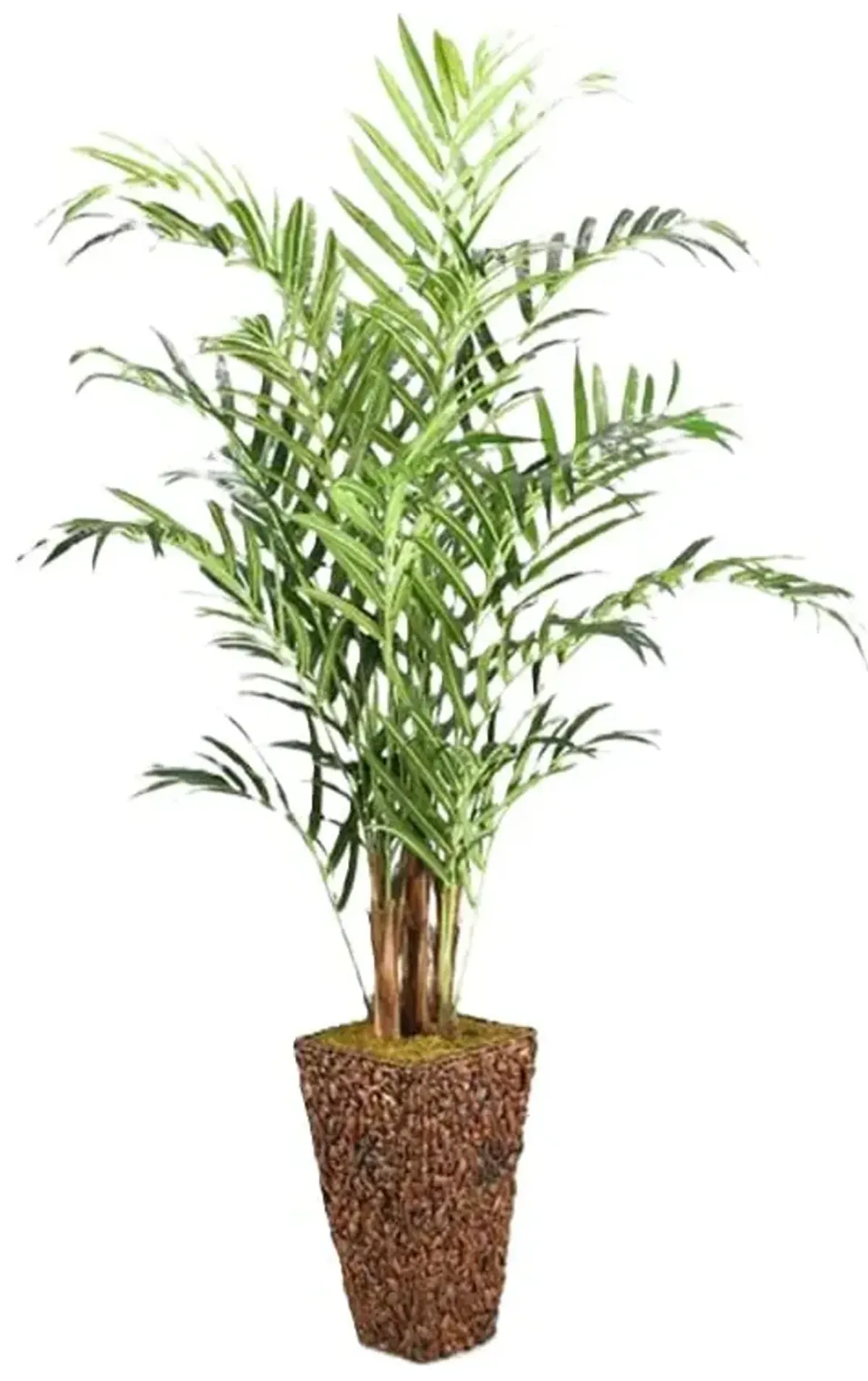 Kentia Palm Tree in Banana Leaf Basket 9'H