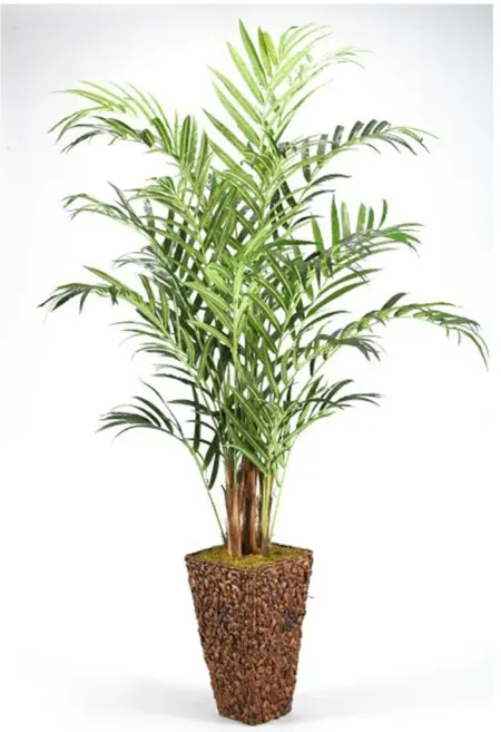 Kentia Palm Tree in Banana Leaf Basket 9'H