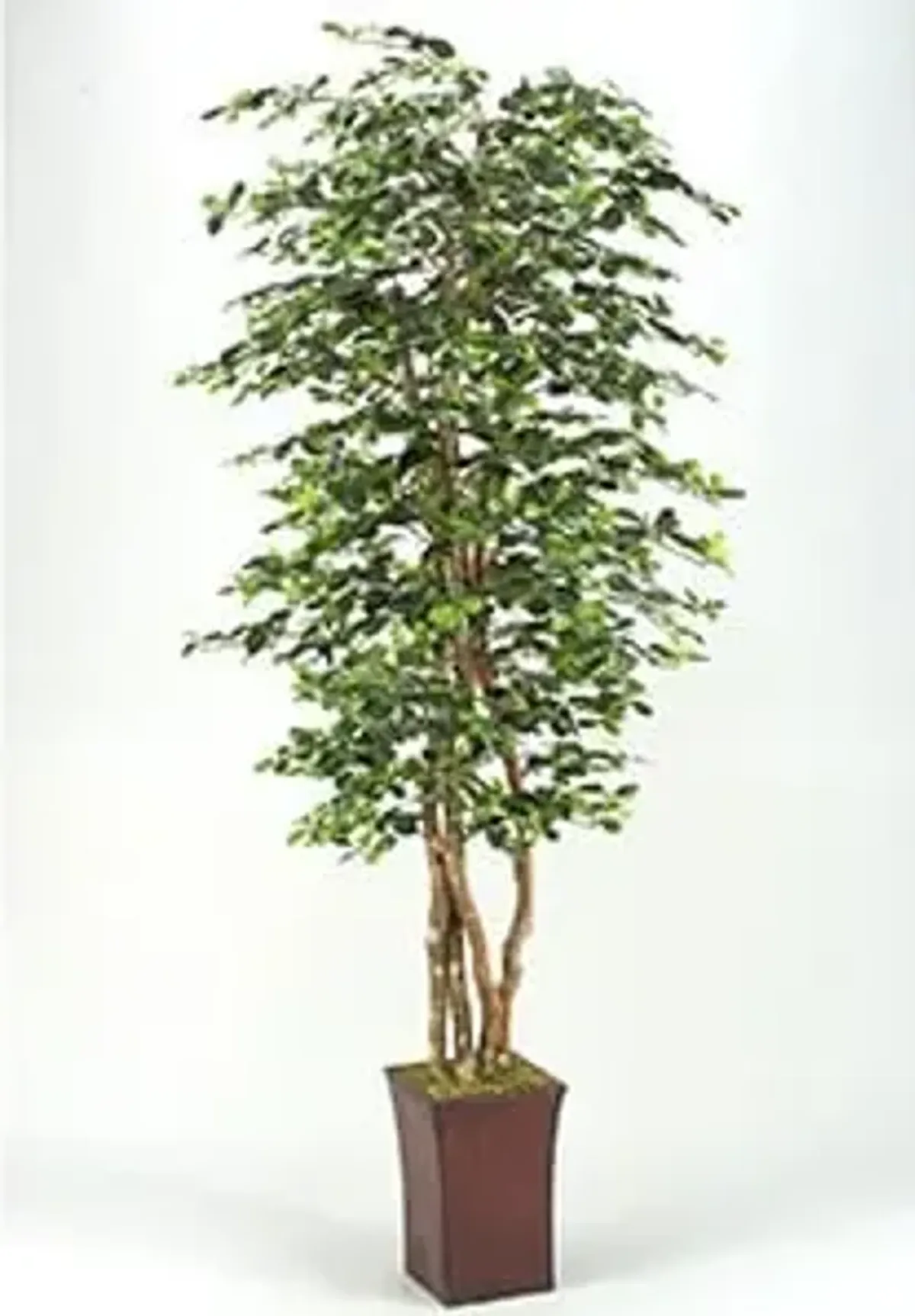 Black Olive Tree 8'H