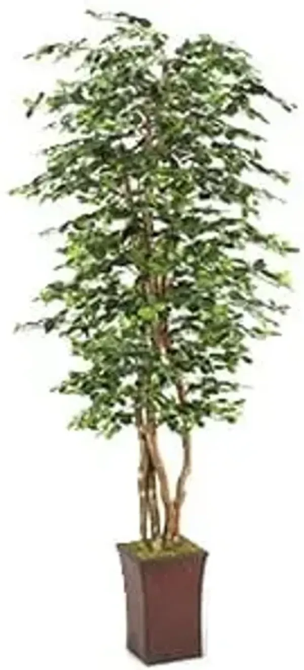 Black Olive Tree 8'H