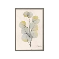 Eucalyptus II Framed Print Under Glass 26"W x 38"H