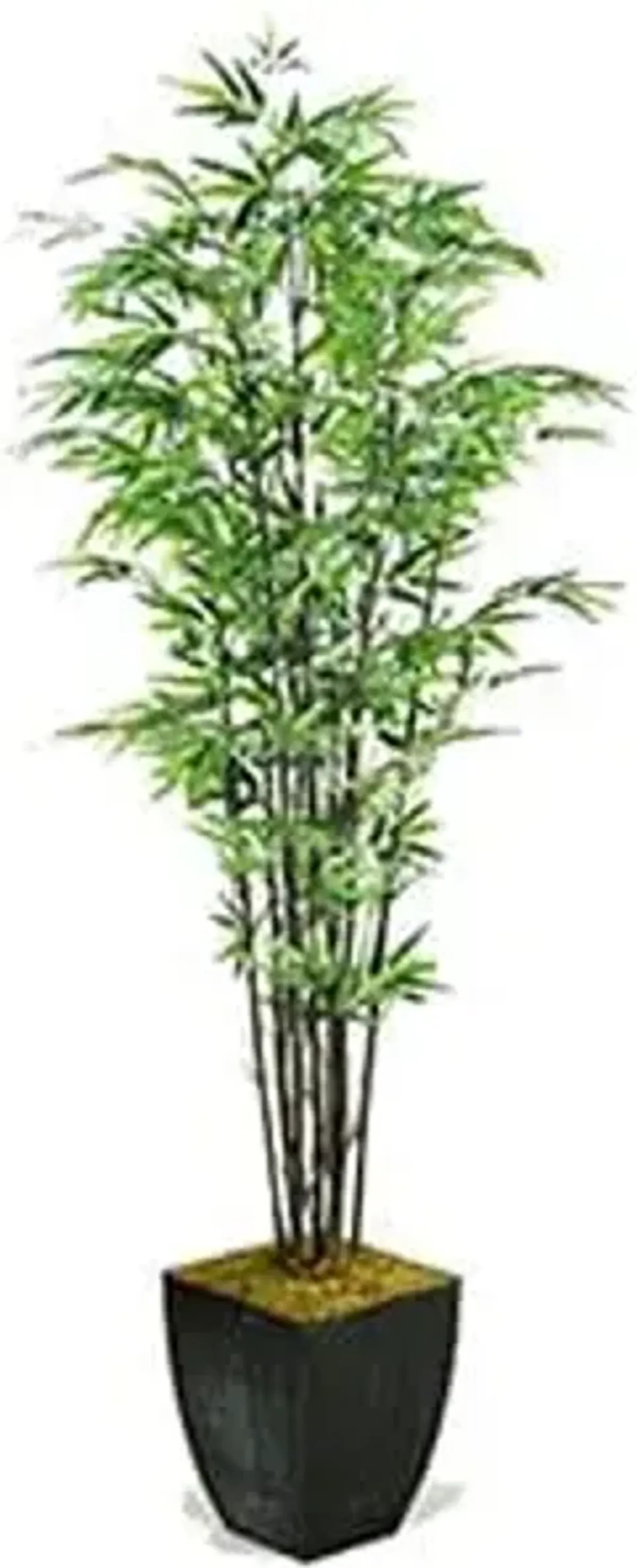 Black Bamboo Tree 6'H