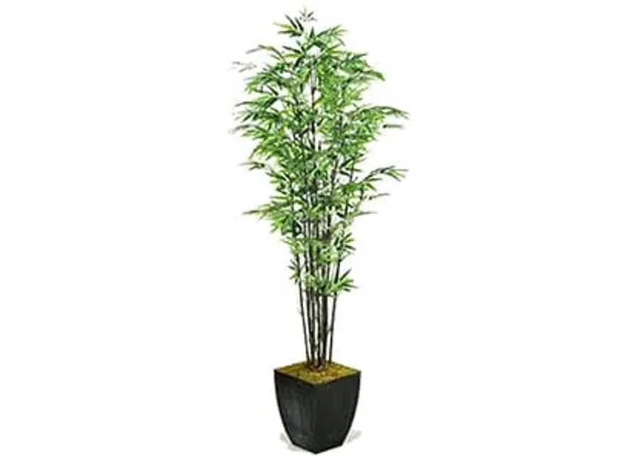 Black Bamboo Tree 6'H