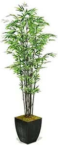 Black Bamboo Tree 6'H