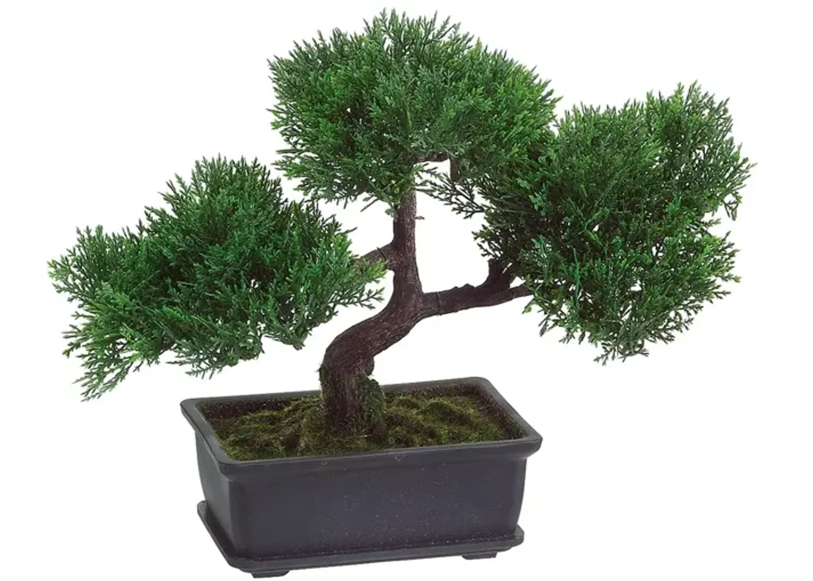 Cedar Bonsai Tree in Pot 9"H