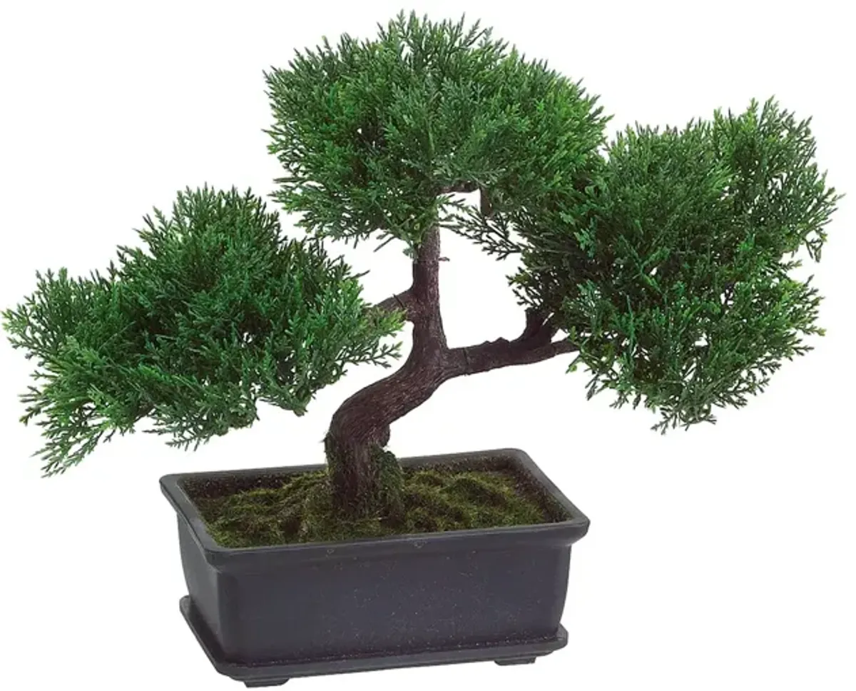 Cedar Bonsai Tree in Pot 9"H