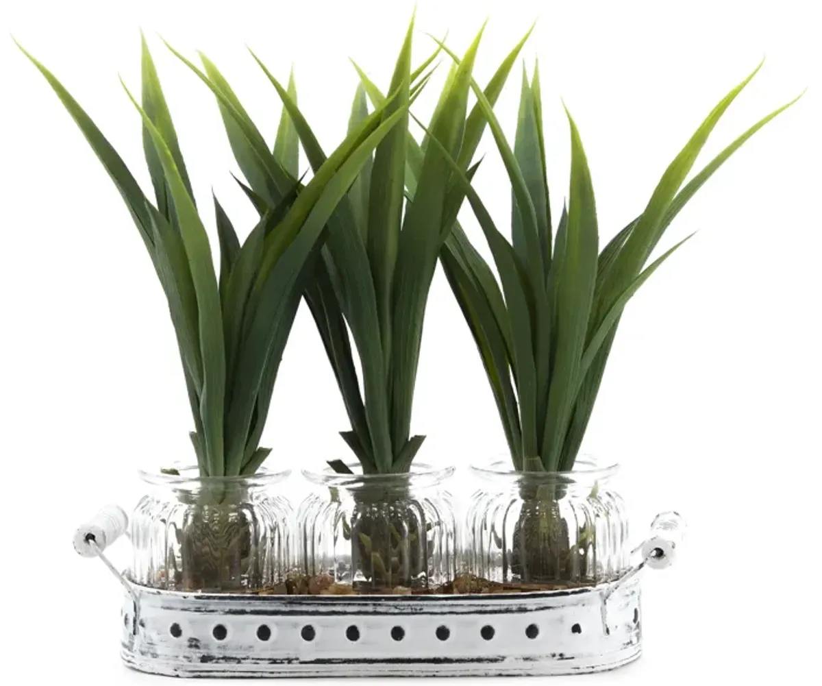 Lily Grass in 3 Glass Jars and Metal Tray 18"W x 12.5"H