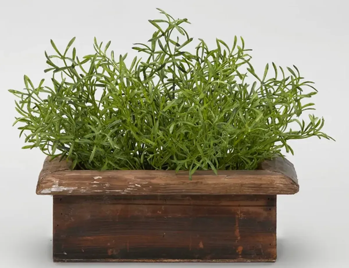 Wild Asparagus in Rectangular Wood Planter Box 14"W x 11.5"H