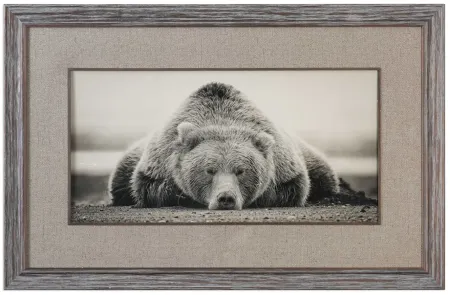 Sepia Sleeping Bear Framed Print 50"W x 32"H