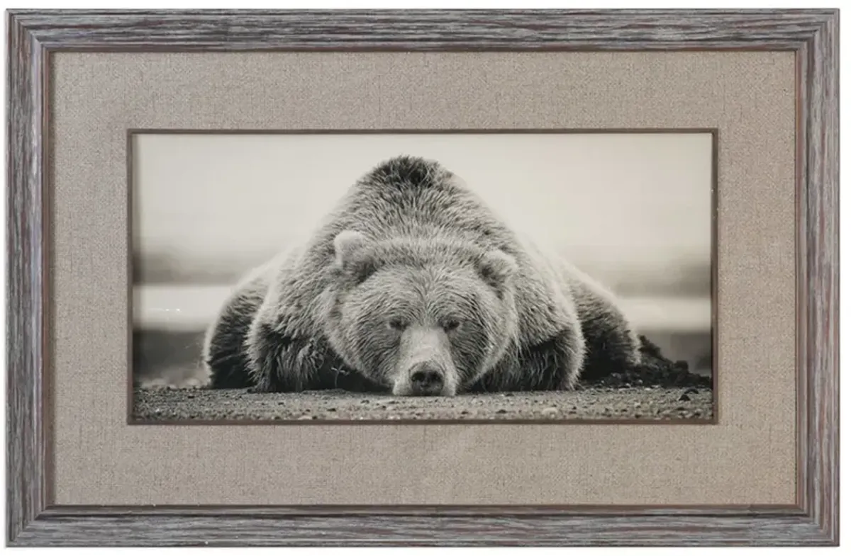 Sepia Sleeping Bear Framed Print 50"W x 32"H