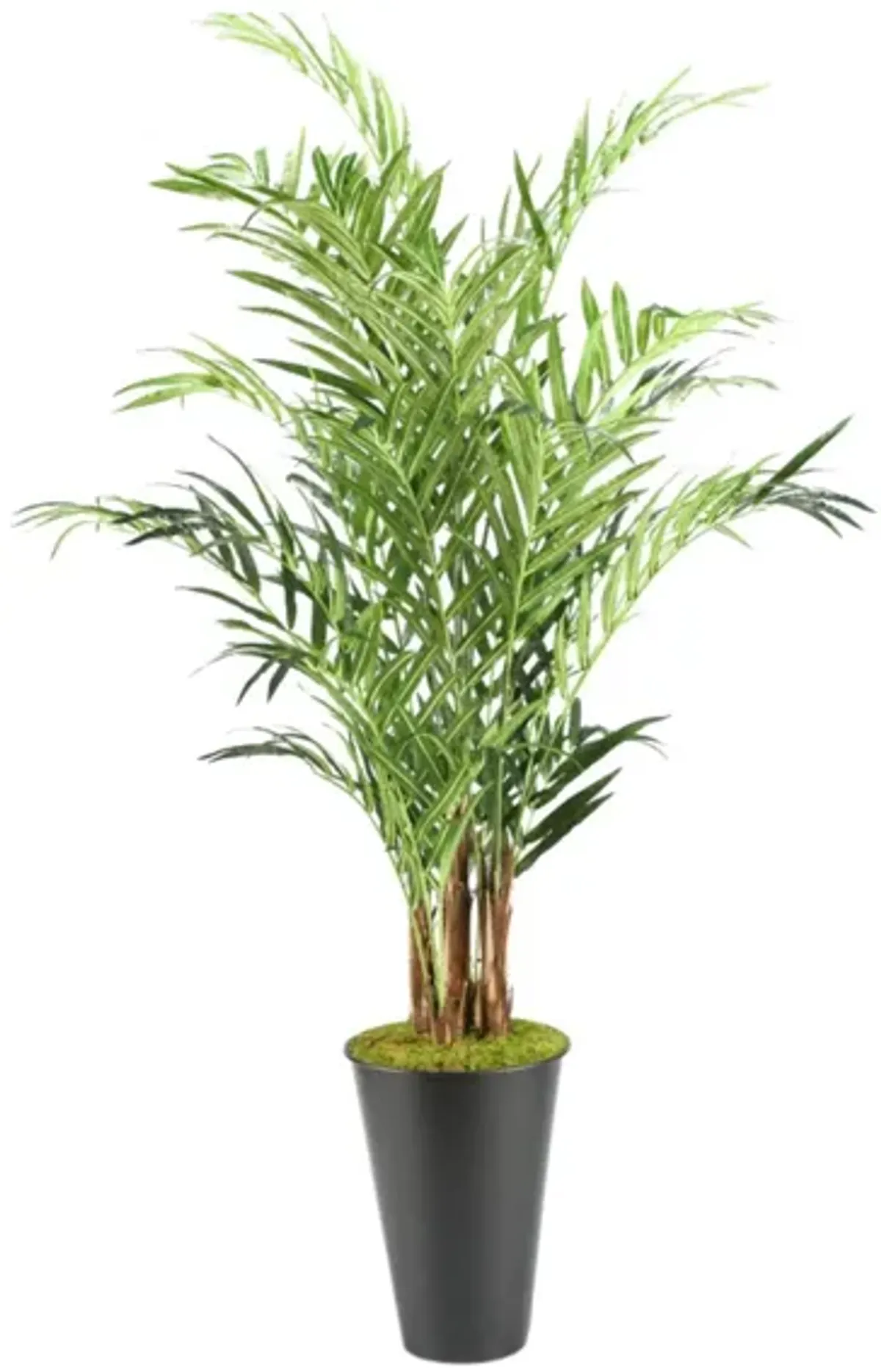Kentia Palm Tree in Planter 9'H