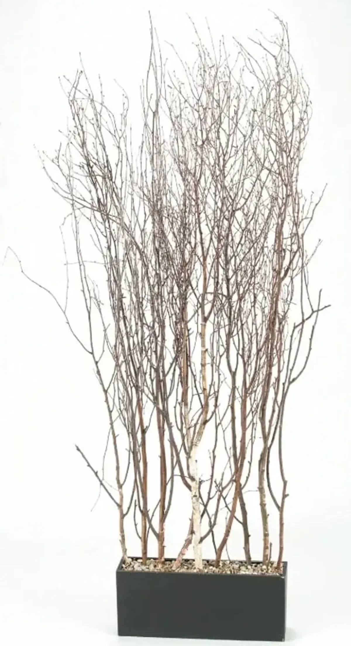 Birch Tree Branches Screen 42"W x 78"H