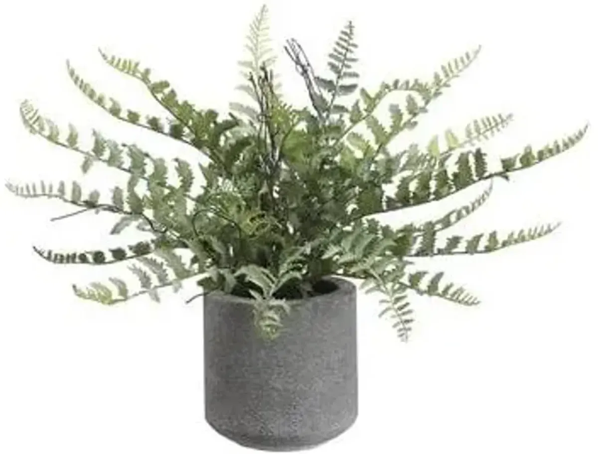 Fern In Cement Pot 15"H