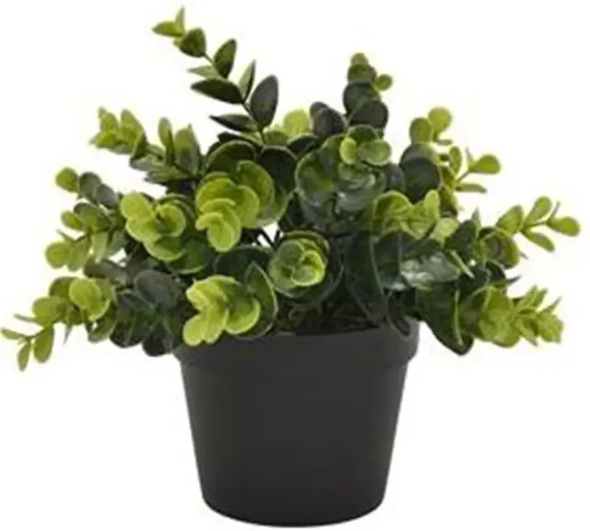 Green Plant in Black Flower Pot 8"W x 8"H
