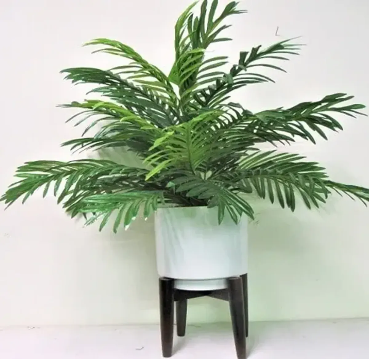 Palm in White Ceramic Pot with Stand 32"H