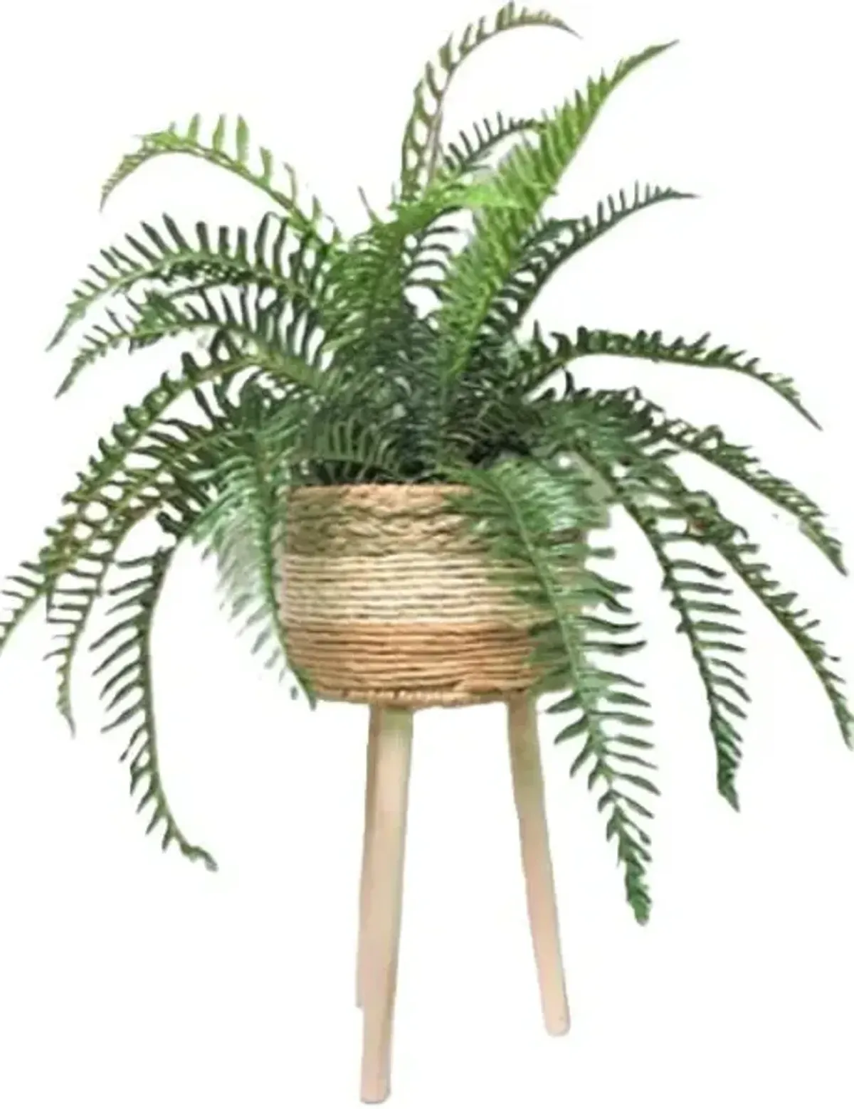Fern In Basket Stand 40"H