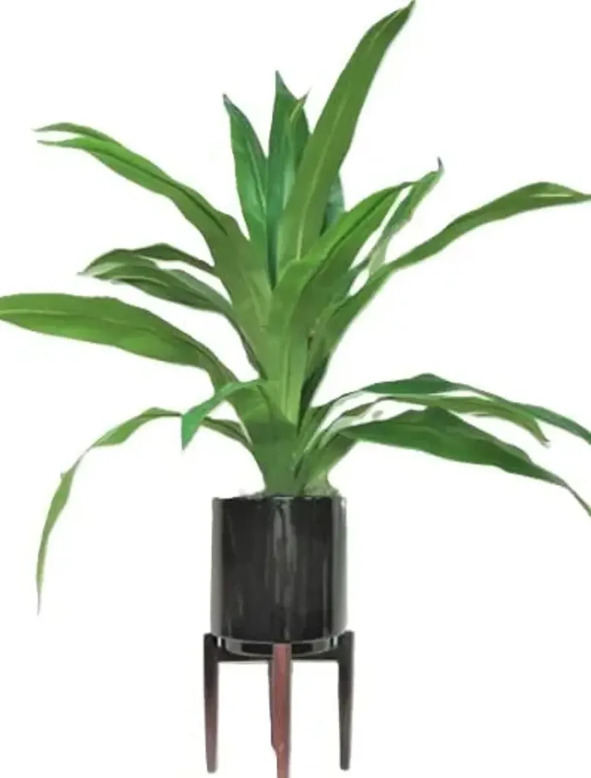 Dracaena in Black Ceramic Pot with Stand 40"H