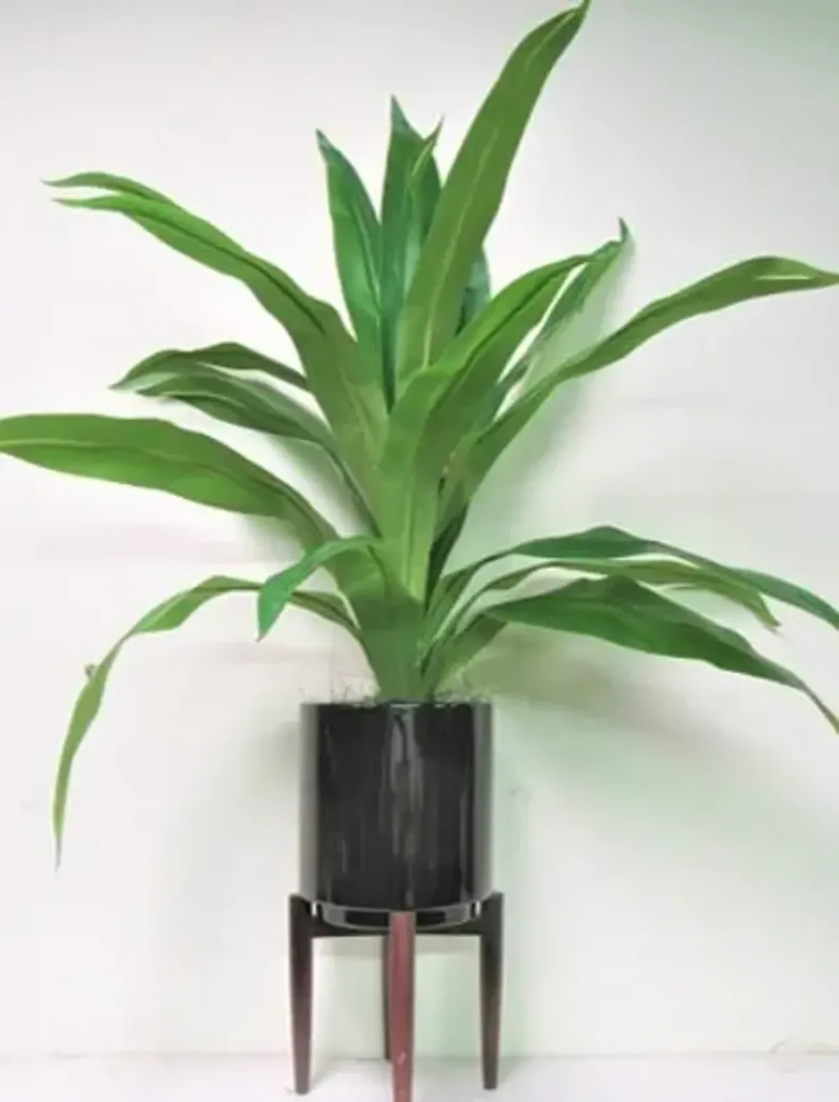 Dracaena in Black Ceramic Pot with Stand 40"H