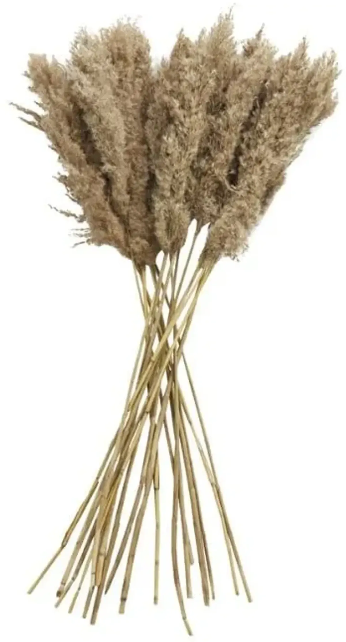 Dried Pampass Grass 35"H