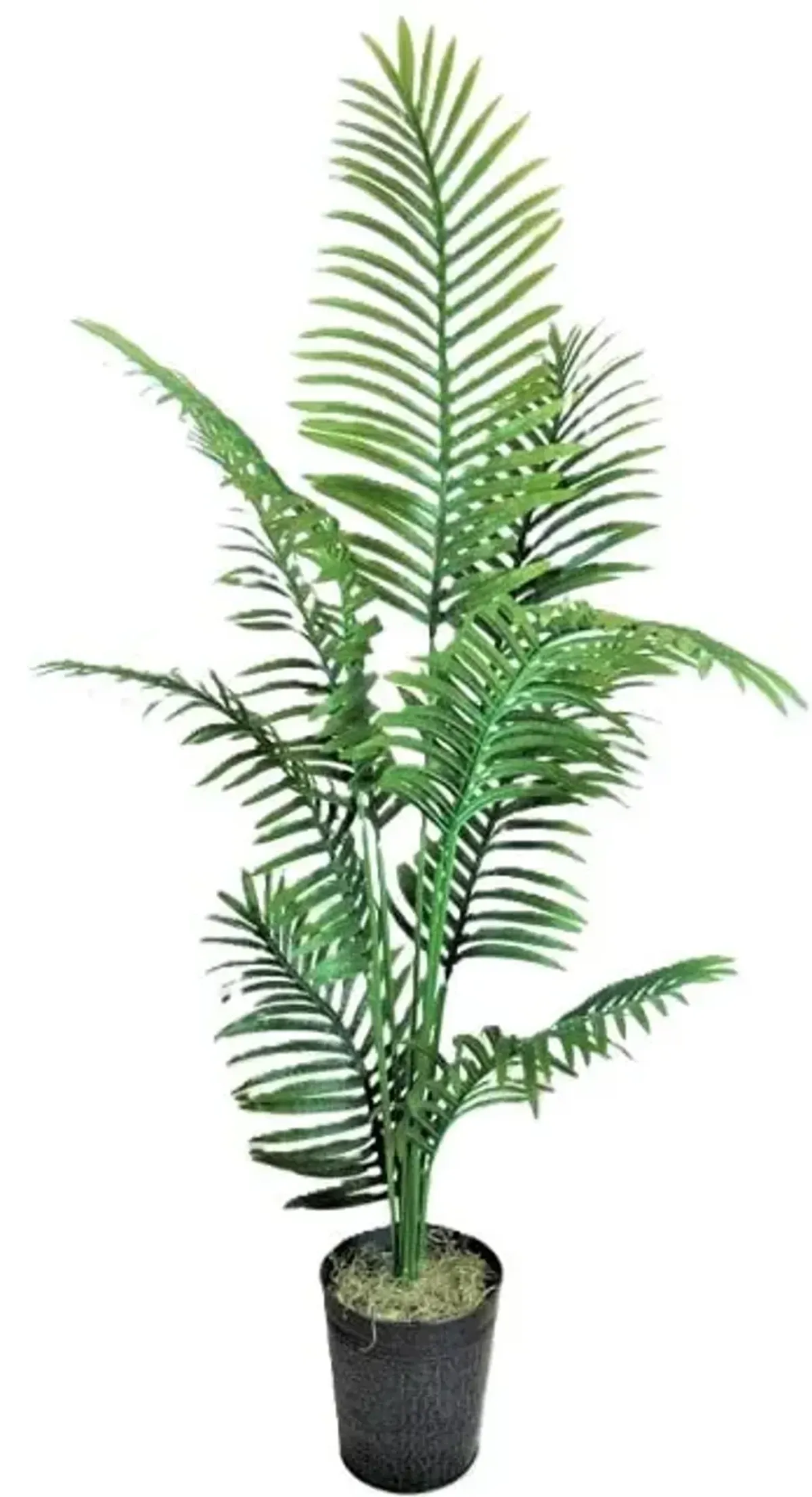 Palm in Decorative Metal Pot 6'H