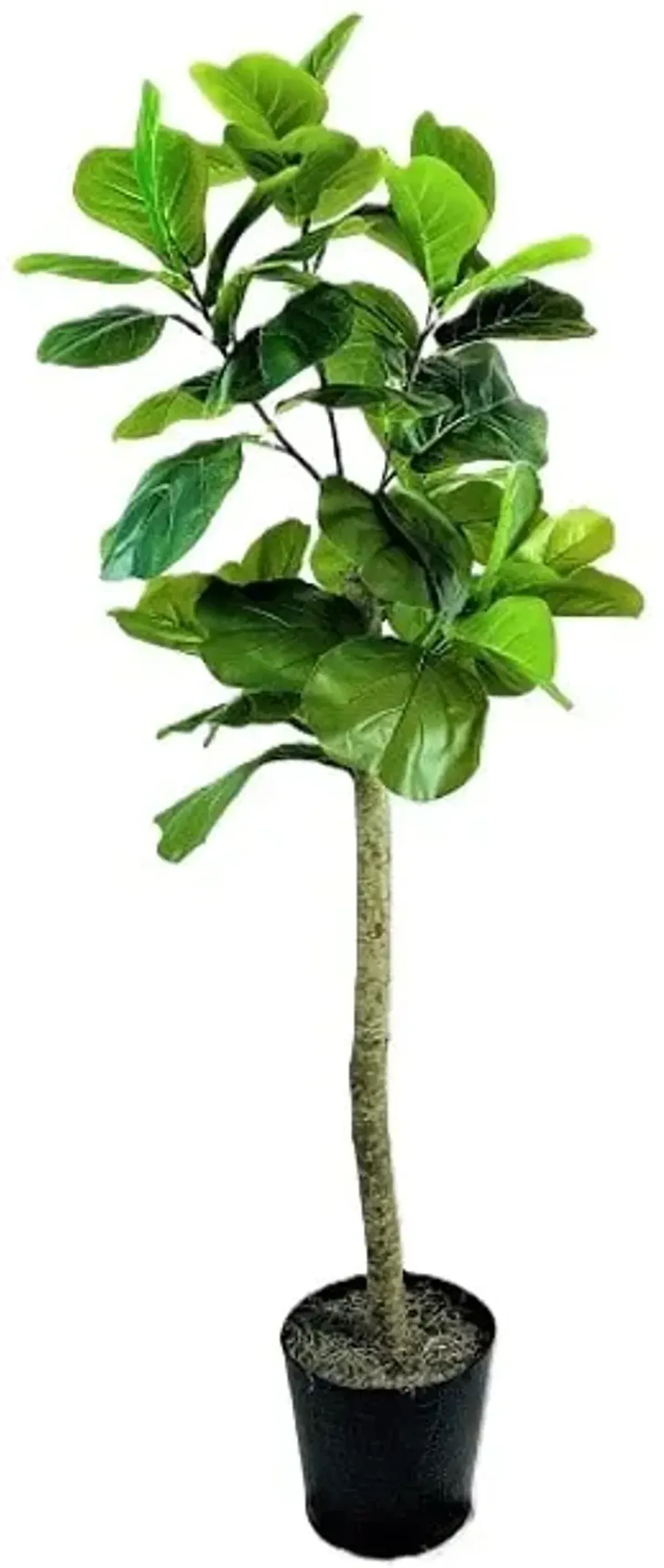 Fig in Decorative Metal Pot 6'H