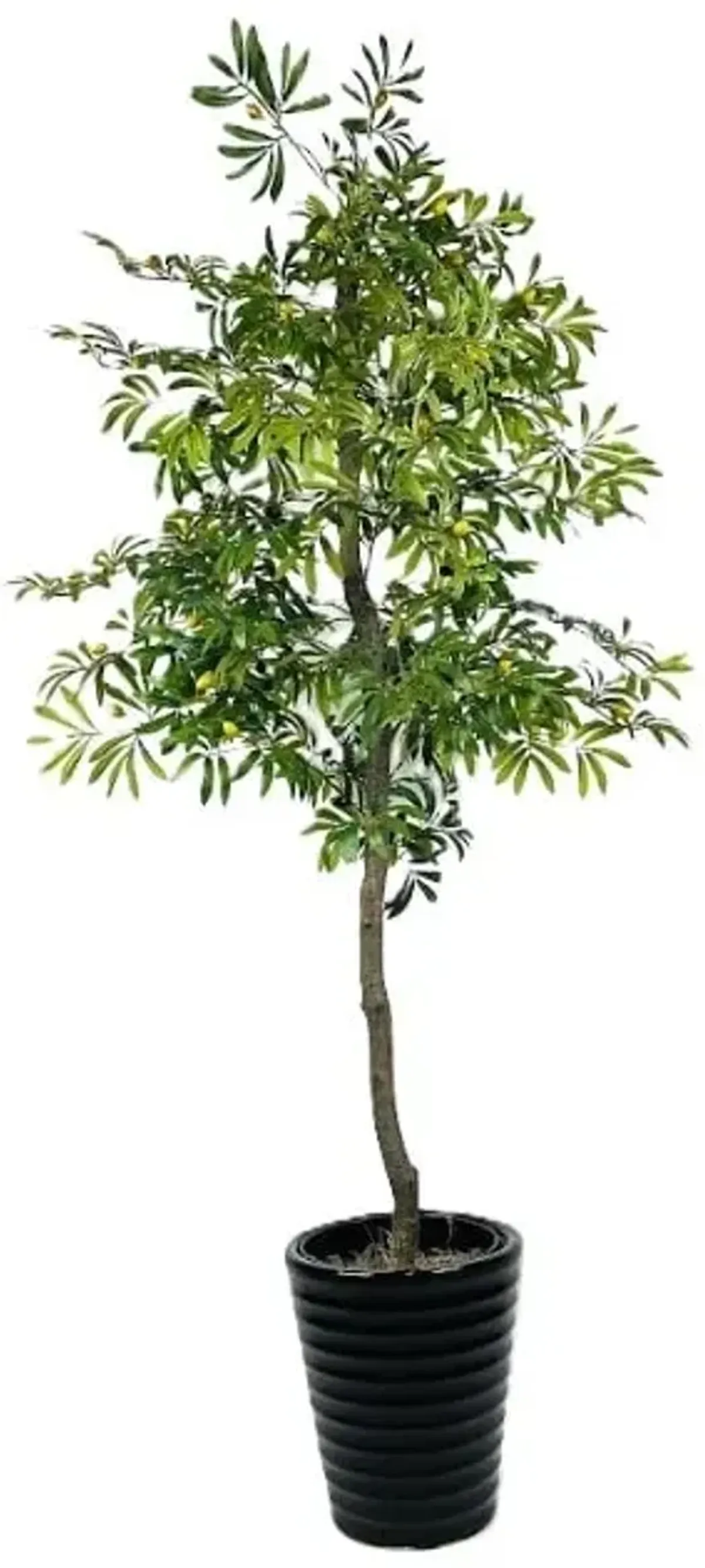 Olive Tree In Black Ceramic Pot 6.5'H