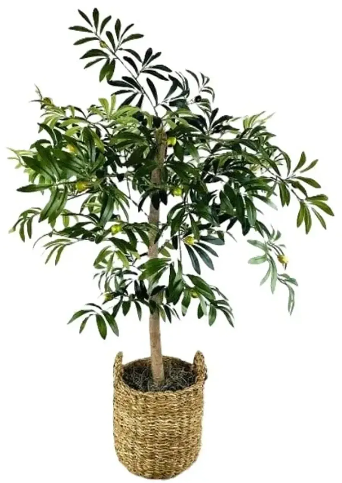 Olive Tree In Basket 4'H