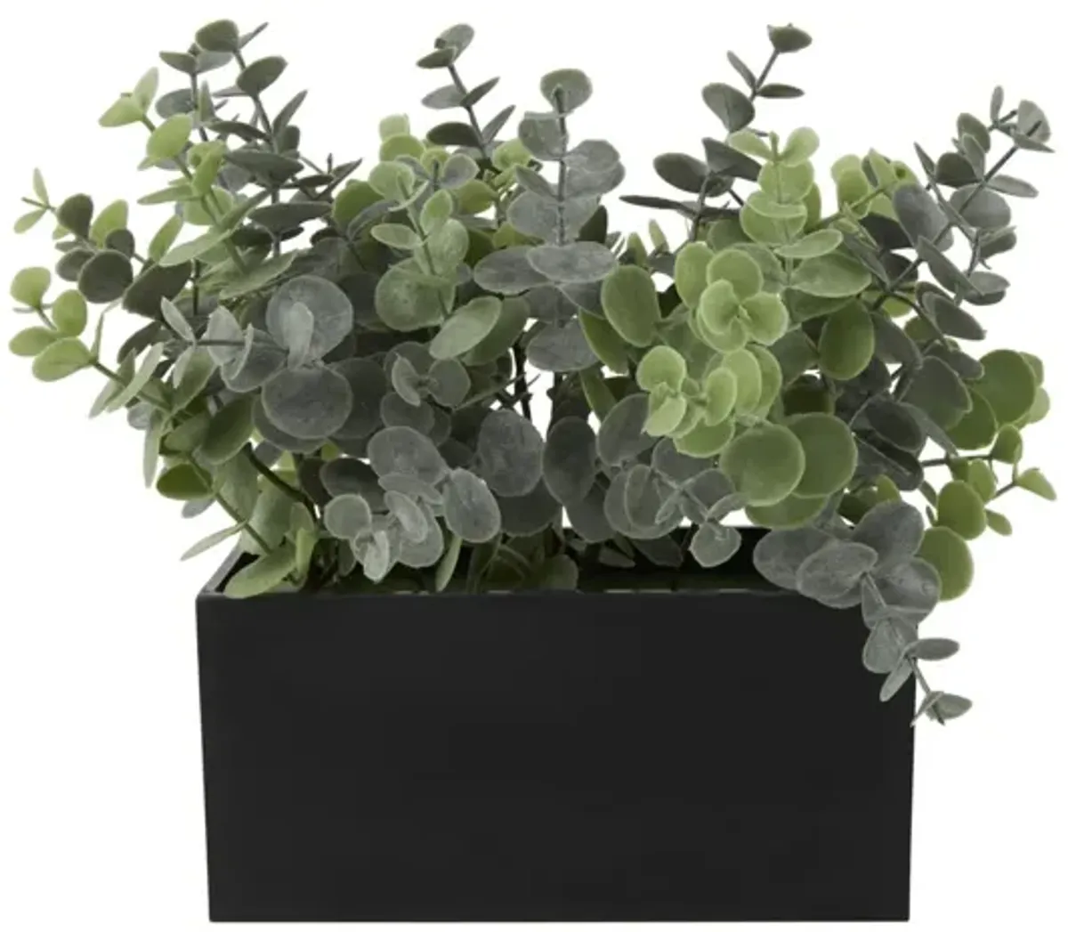 Faux Eucalyptus In Black Box 12"W x 9"H