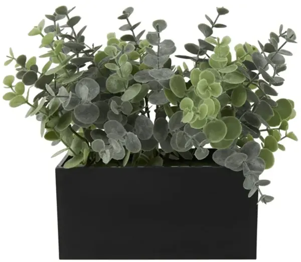 Faux Eucalyptus In Black Box 12"W x 9"H