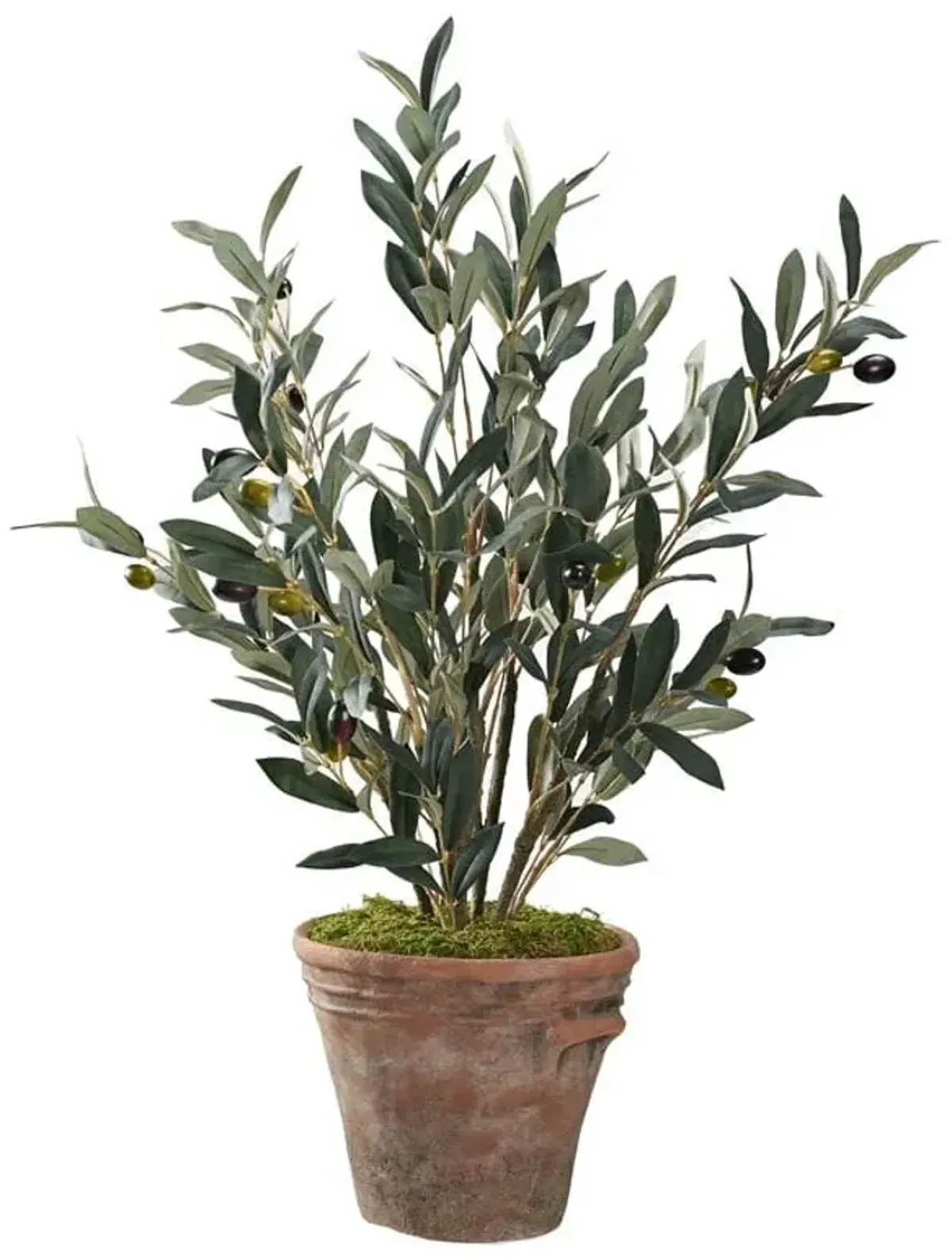 Olive Plant In Terracotta Pot 20"W x 31"H