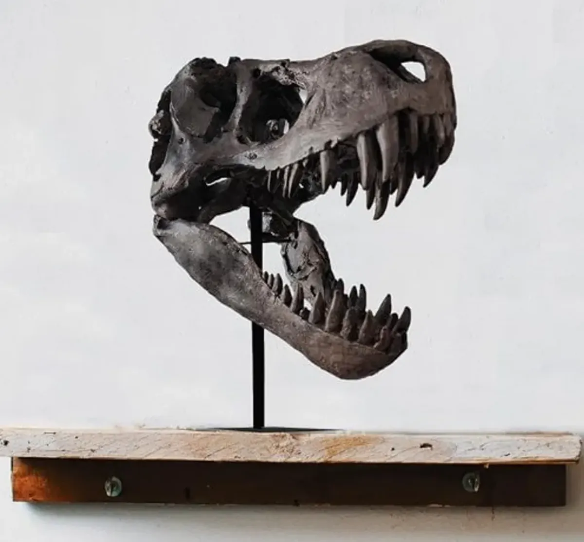 T-Rex Head Sculpture on Base 10"W x 12.5"H