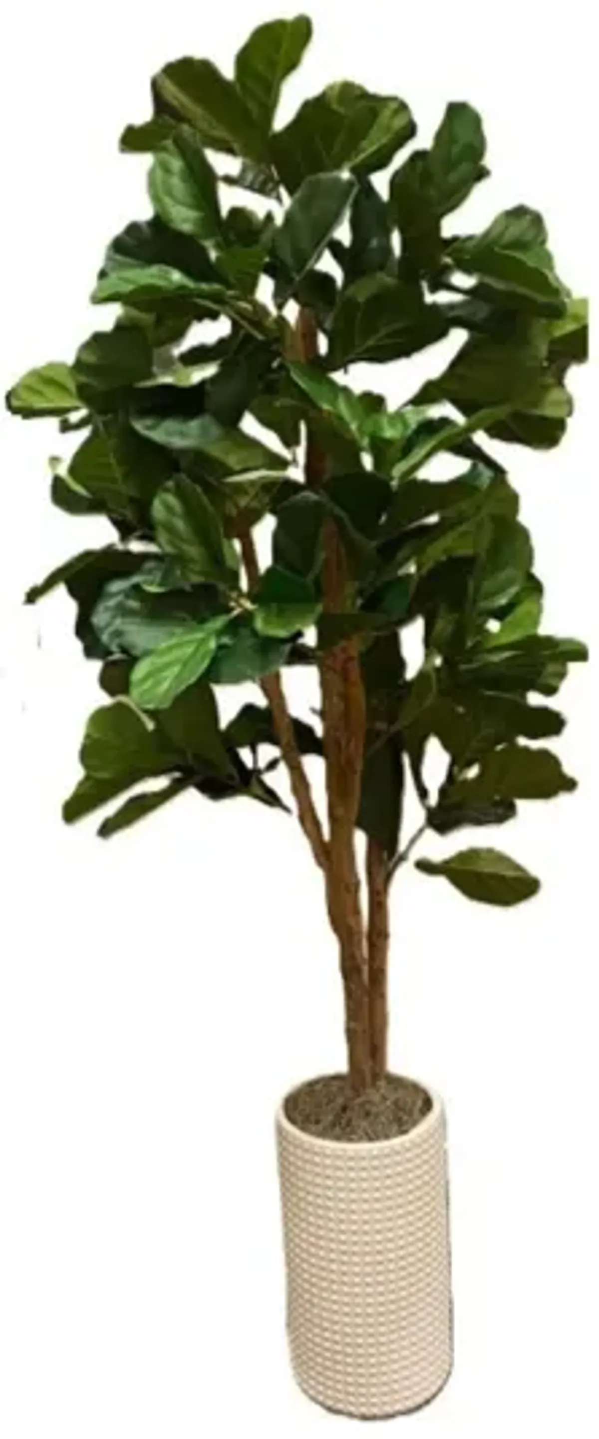 Fig in White Ceramic Planter 7'H