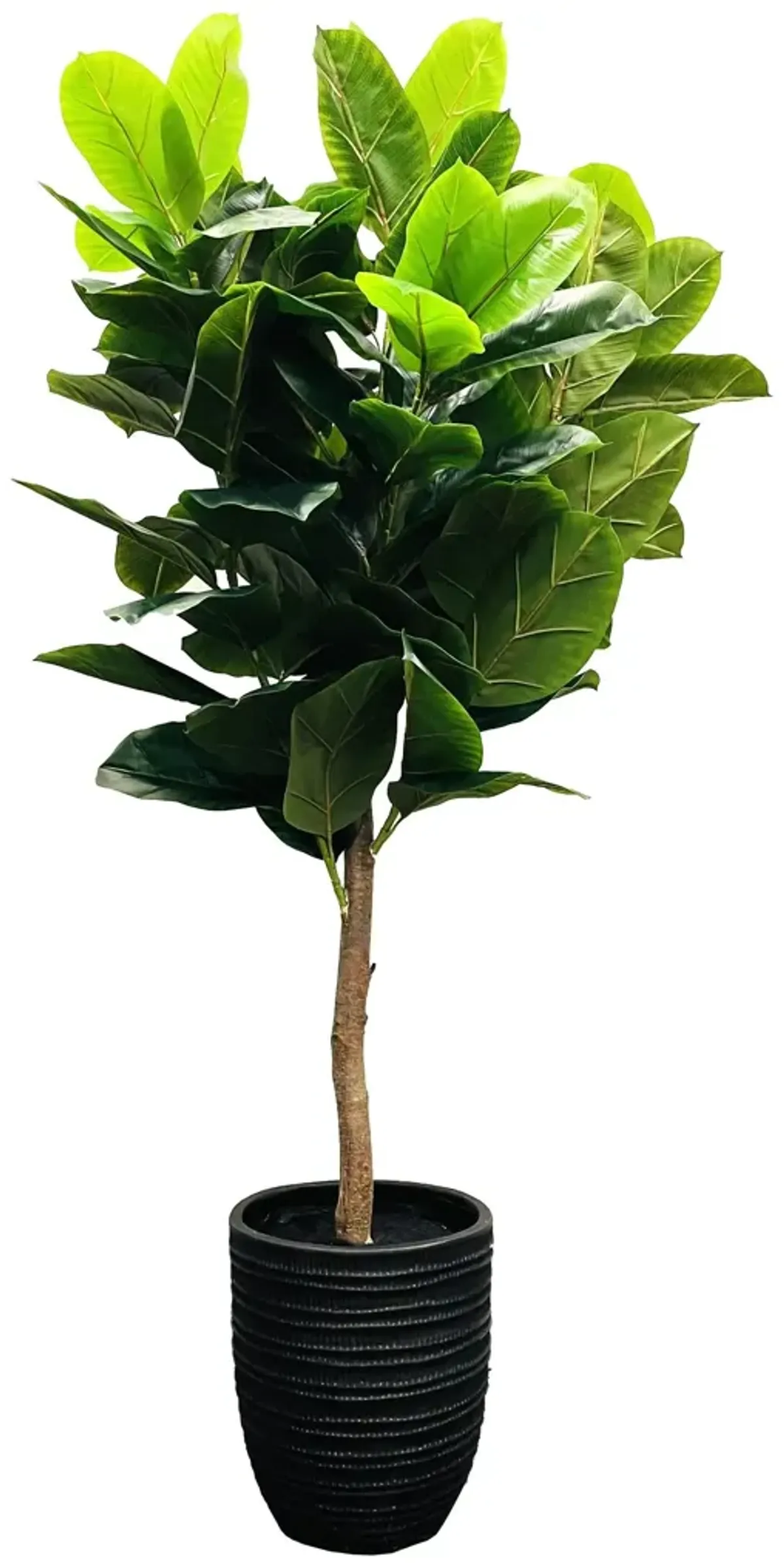 Rubber Tree In Black Textured Pot 7'H