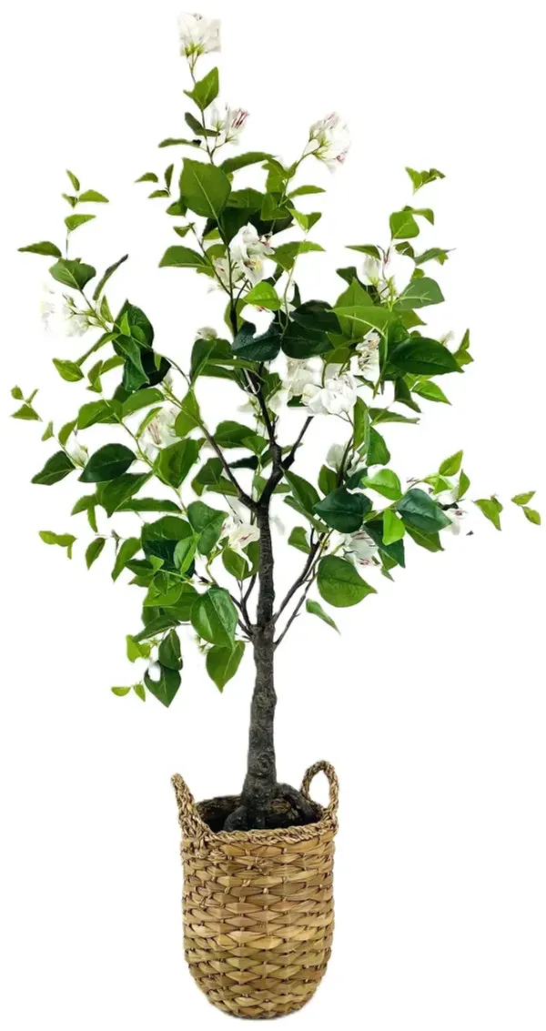 White Bougainvillea Flower Tree in Basket 4'H