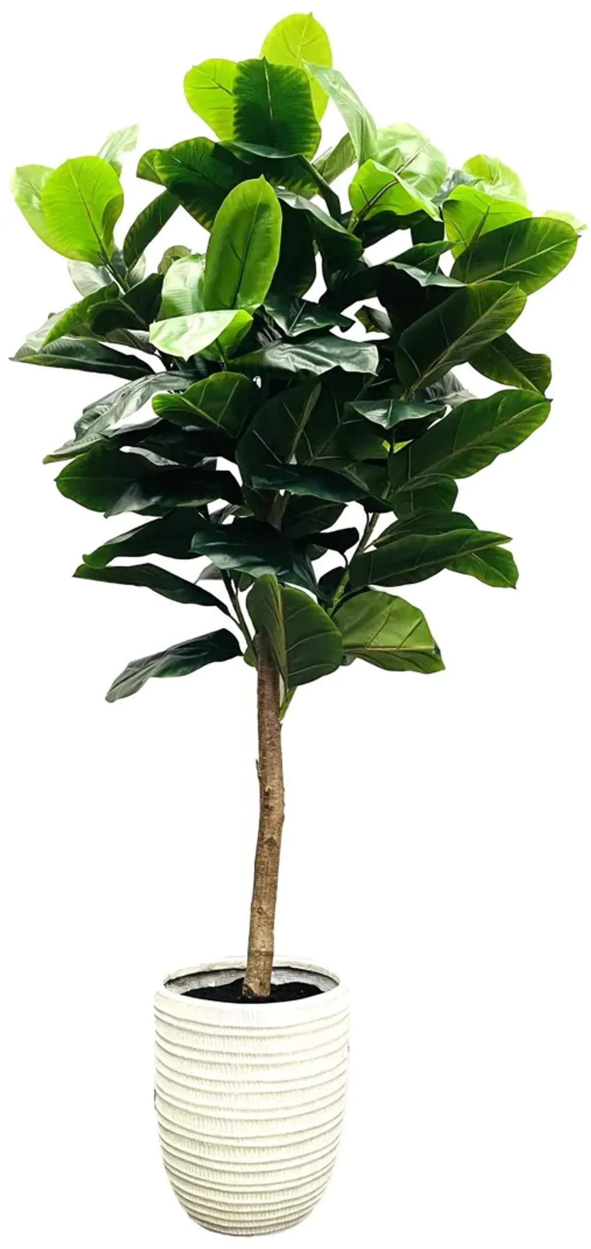 Rubber Tree in White Textured Pot 7'H