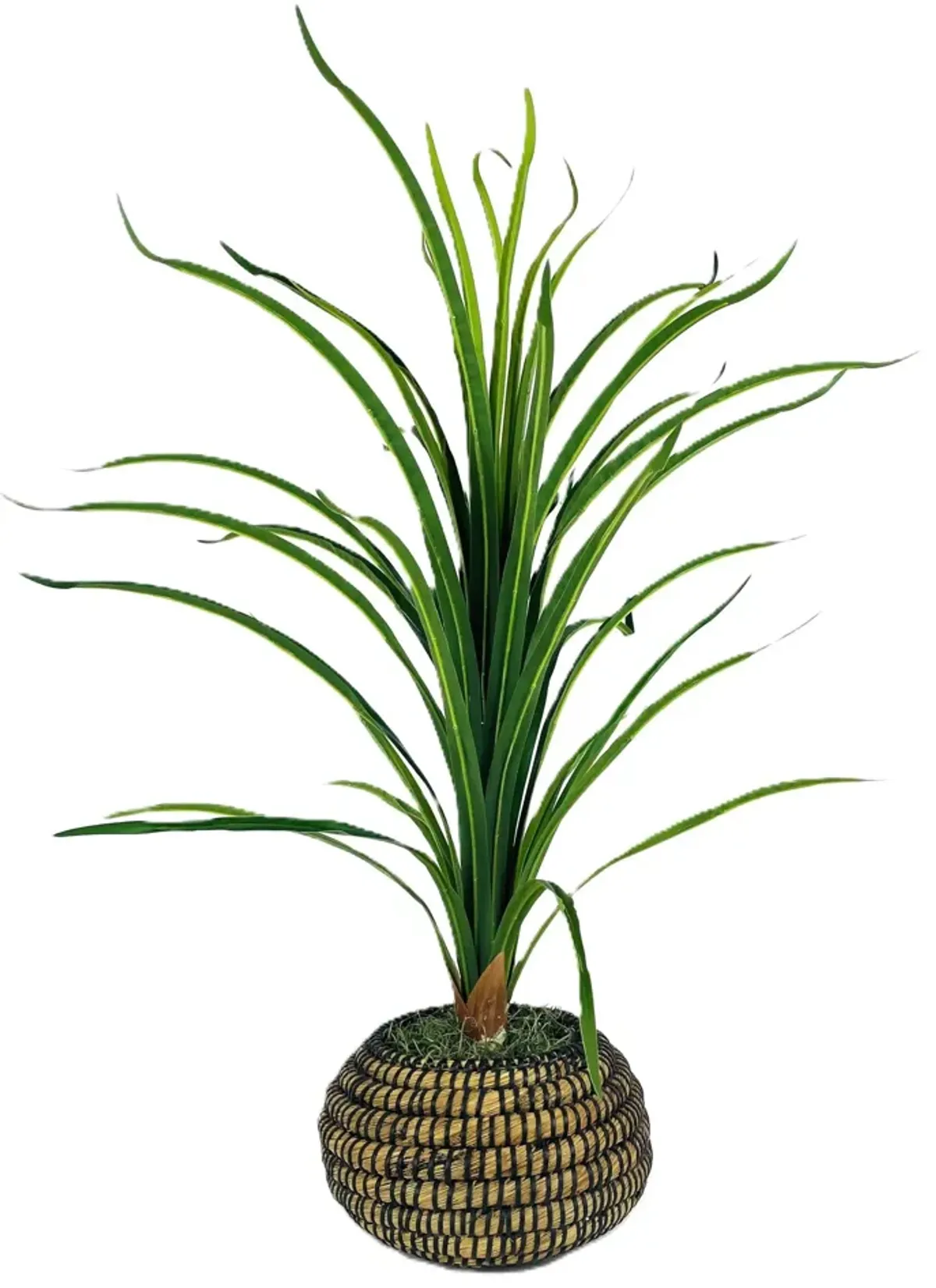 Thin Dracaena in Low Deco Basket 36"H