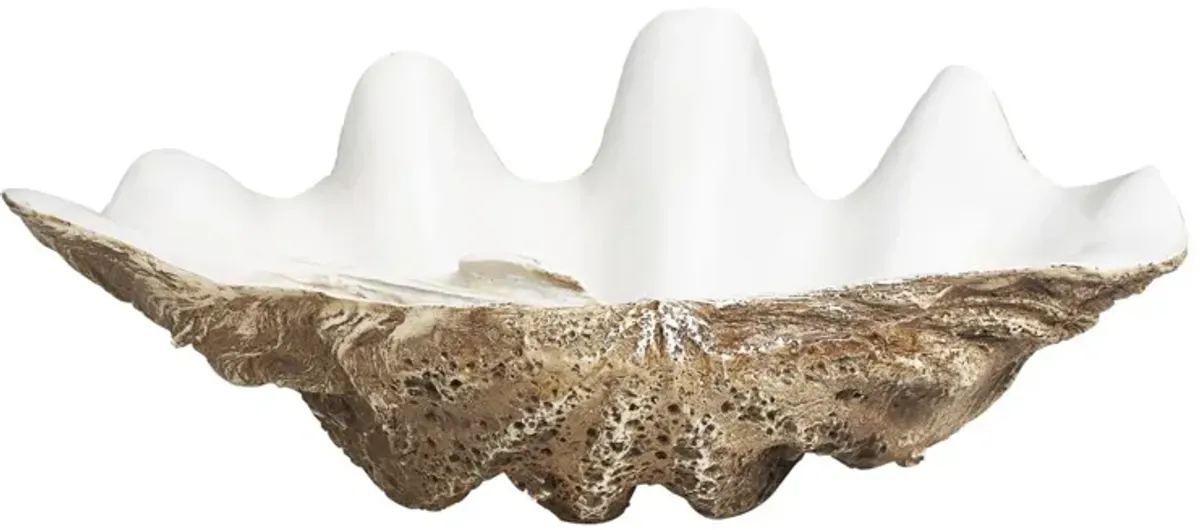 White and Brown Shell Bowl 20"W x 8"H